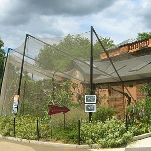 Victoria Crowned Pigeon Aviary