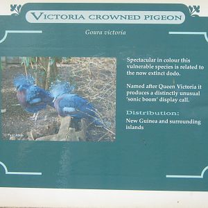 Victoria Crowned Pigeon Sign