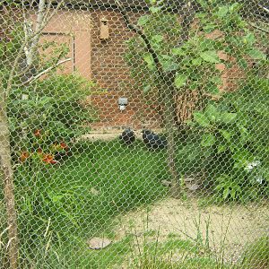 Victoria Crowned Pigeons