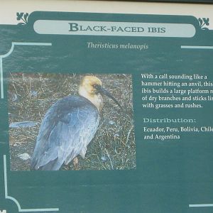 Black-Faced Ibis Sign