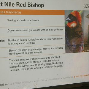 West Nile Red Bishop Sign