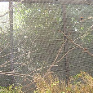 West Nile Red Bishop Aviary
