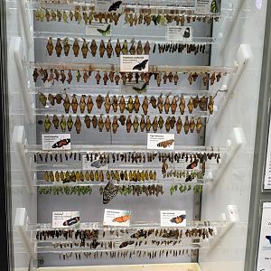 Butterfly chrysalises - Osher rainforest