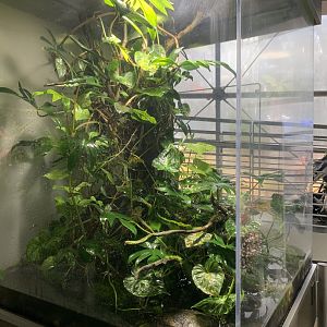 Glass frog/Panamanian golden frog exhibit - Osher Rainforest