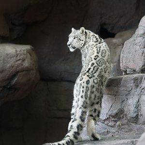 juvenile male snow leopard