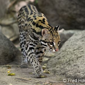 male ocelot