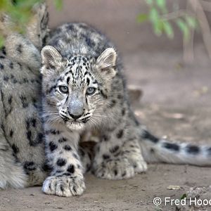 male snow leopard (4 months)