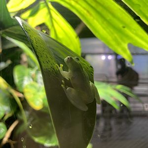 Glass frog - Osher Rainfrorest