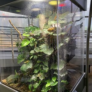 Borneo river toad/Red-tailed green ratsnake exhibit - Osher Rainforest