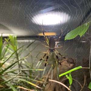 Golden orb-weaver spider - Osher Rainforest