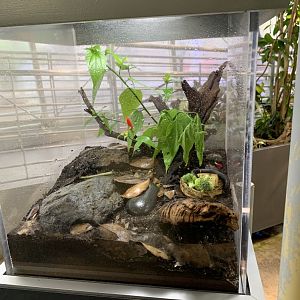 African giant millipede exhibit - Osher Rainforest