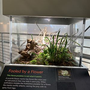 Spiny flower mantis exhibit - Osher Rainforest