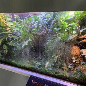 Baron's painted mantella/Golden mantella/Neon day gecko exhibit - Osher Rainforest