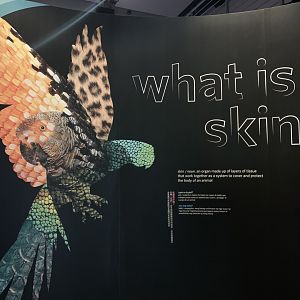 Skin - Temporary exhibit