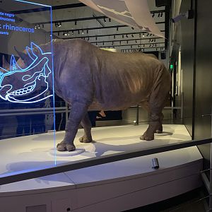 Black rhinoceros - Skin - Temporary exhibit