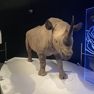 Black rhinoceros - Skin - Temporary exhibit