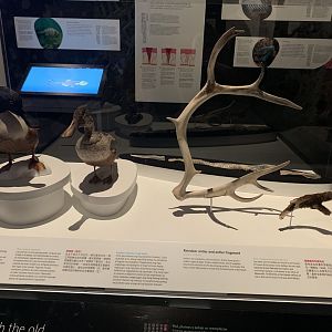 "Skin" Display - Temporary exhibit