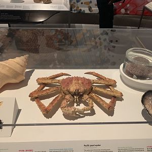 "Skin" Display - Temporary exhibit