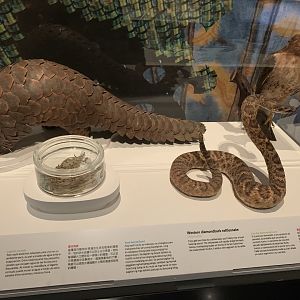 "Skin" Display - Temporary exhibit