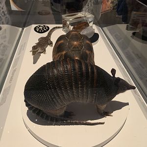 "Skin" Display - Temporary exhibit