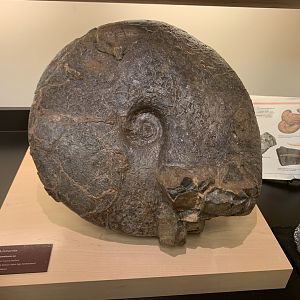 Placenticeras sp. shell - Naturalist Center