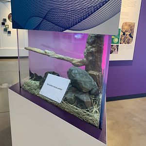 Empty house mouse exhibit - Life of Color