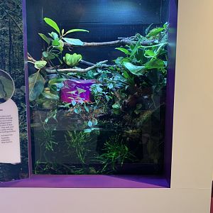 Green tree python exhibit - Life of Color