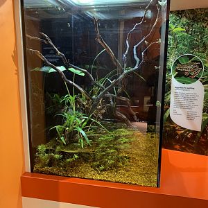 Riggenbach's reed frog exhibit - Color of Life
