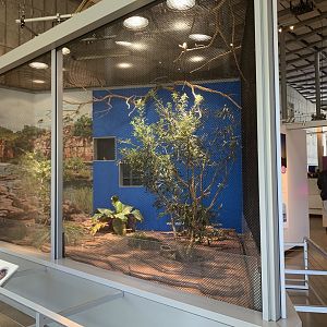 Gouldian finch exhibit - Life of Color