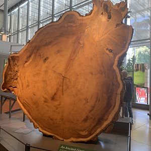 Coastal redwood cross section - Giants of Land and Sea