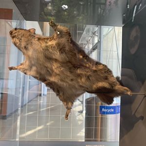 Northern flying squirrel - Giants of Land and Sea