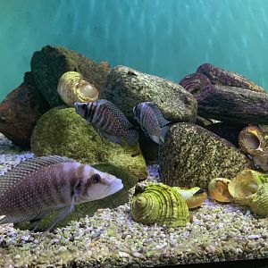 Altolamprologus cichlids