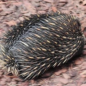 Waddling Echidna - YouTube