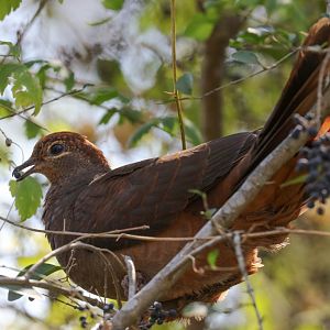 Brown Pigeon feeding on privet berries