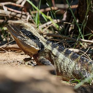 Eastern Water Dragon