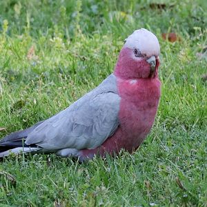Galah (female)