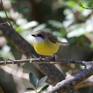 White-throated Gerygone