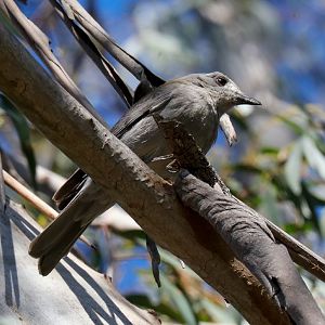 Grey Shrike-thrush