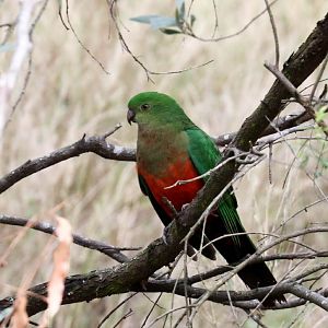 Australian King Parrot (female)