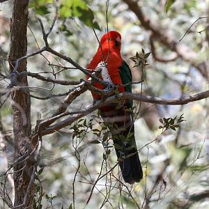 Australian King Parrot (male)