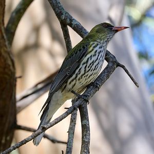 Olive-backed Oriole