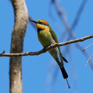 Rainbow Bee-eater