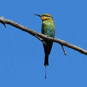 Rainbow Bee-eater