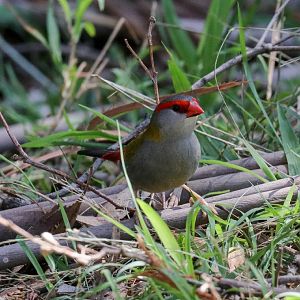 Red-browed Firetail