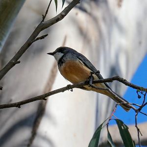 Rufous Whistler (male)