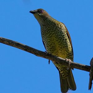 Satin Bowerbird (female)