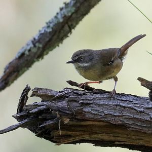 White-browed Scrubwren