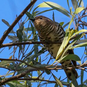 Shining Bronze-cuckoo