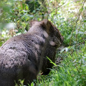 Common Wombat