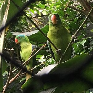Blue-naped parrots (Tanygnathus lucionensis)